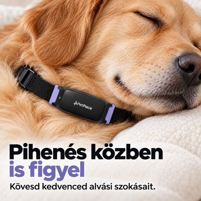 Okos nyakörv kutyáknak – Aktivitás- és alváskövetés, alkalmazásos állapotfigyelés és állítható pánt